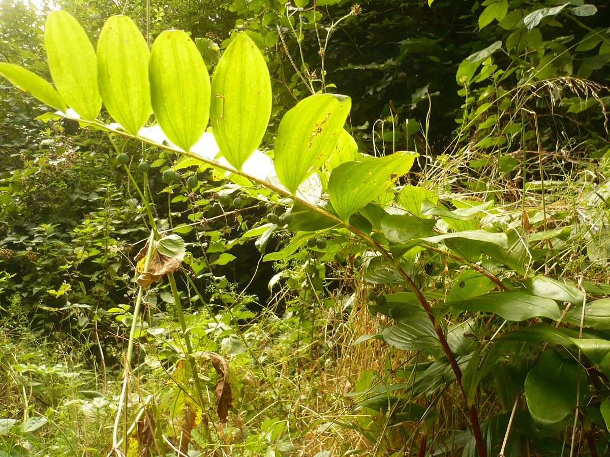 Polygonatum x hybridum (Asparagaceae)